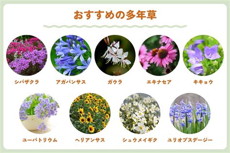 室内花|初心者にもおすすめの育てやすい花33選｜多年草と一年草で分け 